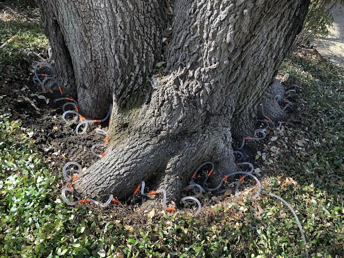 Detailed Tree Cabling and Bracing job site in Alderson