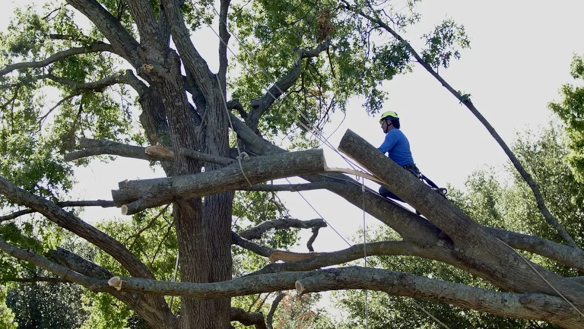 Professional Crown Thinning performed by certified arborists in Alderson