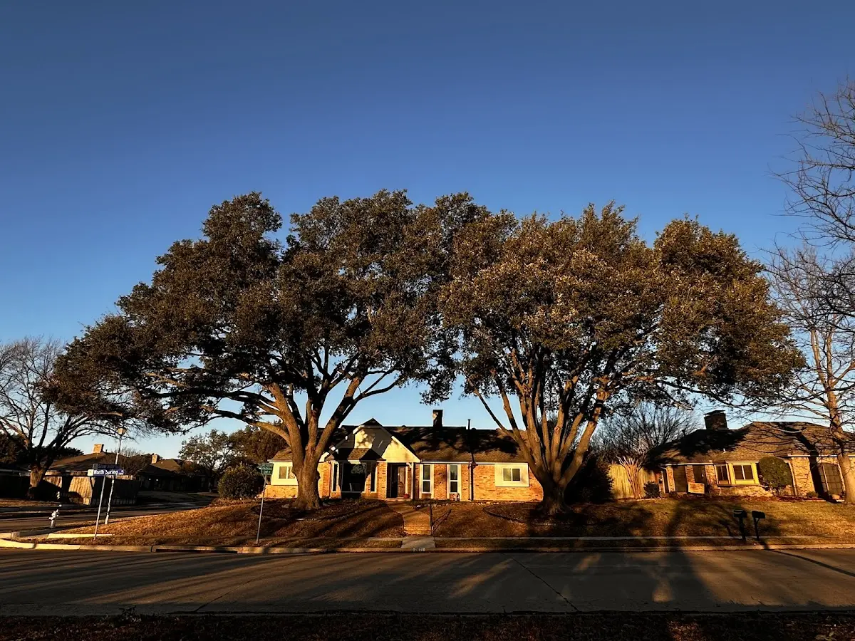 Established residential canopy tree shading a home in Alderson